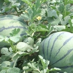 陕西京欣西瓜基地，花皮西瓜价格