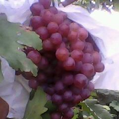 陕西优质红提葡萄基地