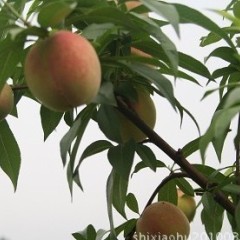 陕西大荔优质超越，富岛桃王 各种桃子基地基地