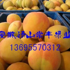 砀山黄桃优质原料金童5号黄桃