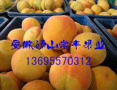 砀山黄桃优质原料金童5号黄桃