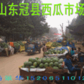 山东冠县西瓜现已上市