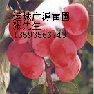 杏树山楂树柿子树3-8公分