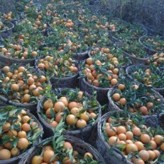 供应潮州柑！！急处理！！