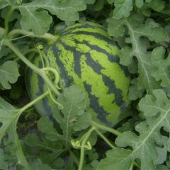 云南省楚雄州姚安县 麒麟西瓜