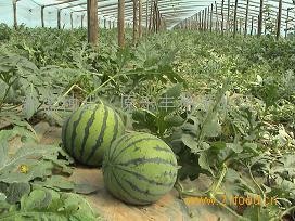 极品双星西瓜种子