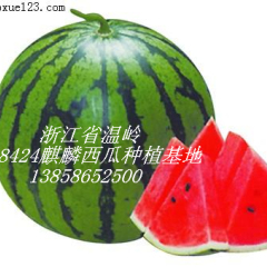 温岭8424麒麟西瓜5月上市