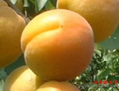 大量供应陕西金太阳杏，金寿杏，太平红杏。