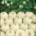砀山王永壮：甜瓜上市了，望广大顾客前来采购