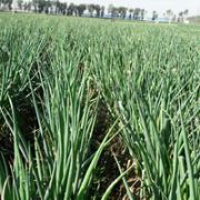 黑龙江绥化大葱，甘蓝，大头菜 代收杨晓龙