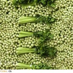 邯郸芹菜跌价了 1.2-1.4 量大