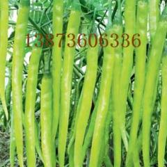 大荔县九月有棍棍线椒 二荆条 陇椒 螺丝椒等辣椒