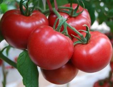 番茄新品种粉迪尼217