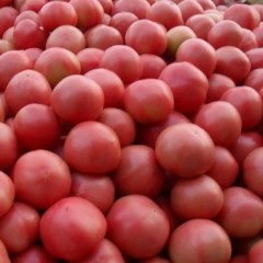 河南新乡大量出售粉红西红柿