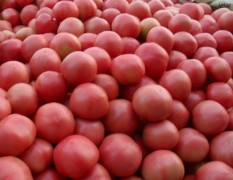 河南新乡大量出售粉红西红柿