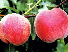 安丘供应大红袍早生鲜桃