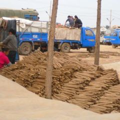 河北保定清苑县麻山药现已大量上市