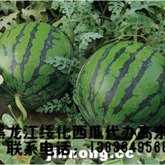 黑龙江绥化西瓜代收高东