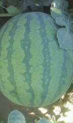 吉林黑水西瓜5月开始种植7月份大量上市