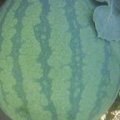 吉林黑水西瓜5月开始种植7月份大量上市