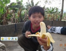 台湾进口香蕉 旗山蕉