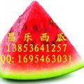 山东昌乐60万吨优质西瓜现在已经上市