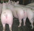 山东养殖场常年向广大养殖户提供10-40公斤优良仔猪