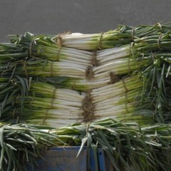  大量供应大葱。。。即将上市