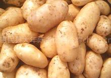 山东枣庄早大白土豆已经大量上市有需要者请联系