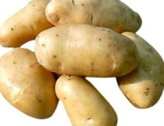 2012山东滕州土豆代收，本人有春土豆200亩