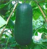 清远大量供应黑皮冬瓜