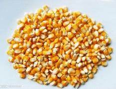 本公司常年需求大小麦，玉米，大豆