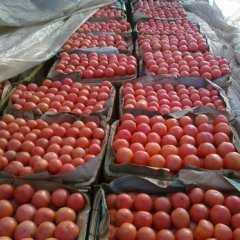 6万亩粉果精品西红柿大量上市