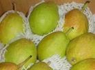 大量供应香梨