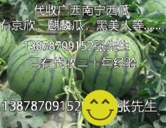 南宁张果咸:多品种西瓜目前0.9元/斤