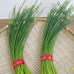 莘县燕店镇房庄大量供应韭菜苔