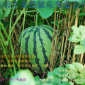 黑美人、京欣无籽、新一号无籽西瓜