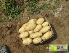 山东泗水荷兰十五土豆包装齐全