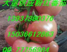 周海杰： 春季5-7月份 粉红番茄