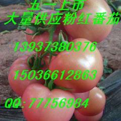 周海杰： 春季5-7月份 粉红番茄