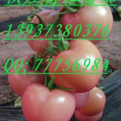 河南延津粉红西红柿大量上市