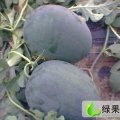河南太康龙卷风，花皮无籽，黑皮无籽，黑美人