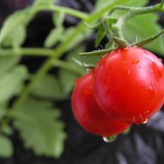 济南济阳县批发西红柿 日收万斤不是事