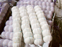 金乡周边优质蒜区，代收鲜蒜