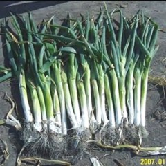 黑龙江省绥化市红旗乡红林村大葱