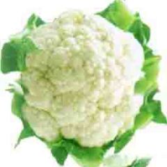 河南周口优质花菜（菜花）低价大量上市