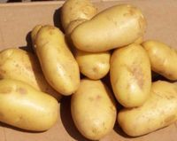 供应优质马铃薯 马铃薯是黄皮黄肉