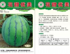 特殊优秀的西瓜品种，为您带来收获的惊喜！