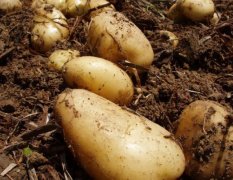 本地区常年种植优质土豆 五一之后上市