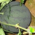 广西江洲西瓜品种有黑美人，小麒麟